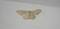 Idaea straminata