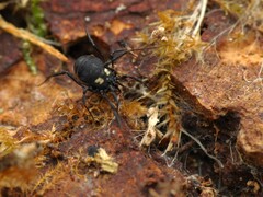 Nemastoma bimaculatum