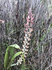 Lachenalia