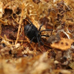 Nemastoma bimaculatum