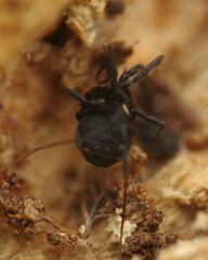 Nemastoma bimaculatum
