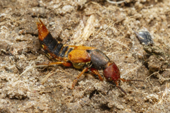 Platydracus immaculatus