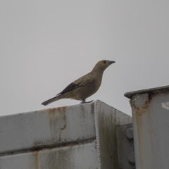 Thraupis palmarum
