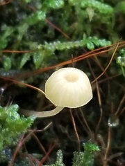Mycena epipterygia