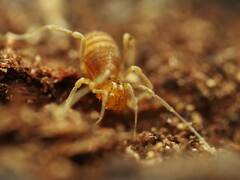 Holoscotolemon querilhaci