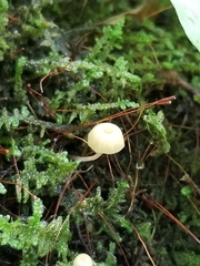 Mycena epipterygia