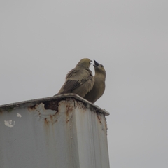 Thraupis palmarum