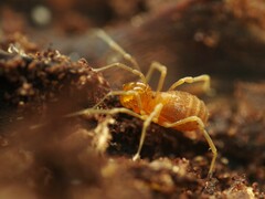 Holoscotolemon querilhaci