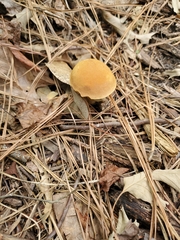 Cystoderma