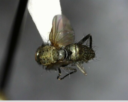 iNaturalist observation photo of Flies