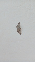 Cyclophora nanaria
