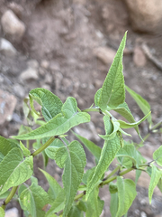 Salvia peninsularis