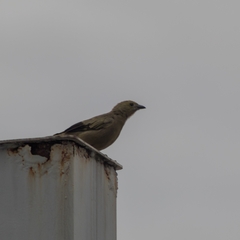 Thraupis palmarum