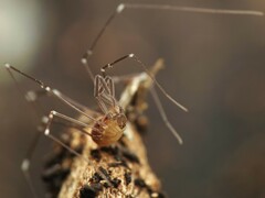 Mitostoma chrysomelas