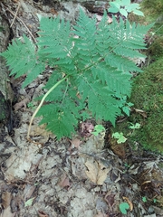 Botrypus virginianus