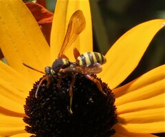 Nomada