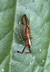 Dictyopharidae