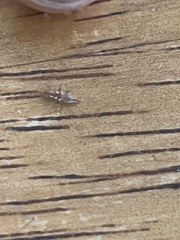 Chrysoperla rufilabris