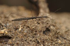 Hydrometra stagnorum