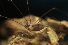 Mitostoma chrysomelas