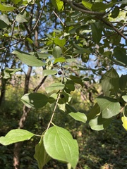 Rhamnus