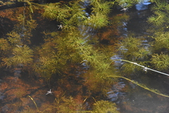 Utricularia macrorhiza