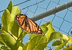 Danaus plexippus plexippus