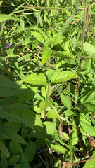 Verbena urticifolia