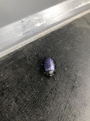 Cypherotylus californicus