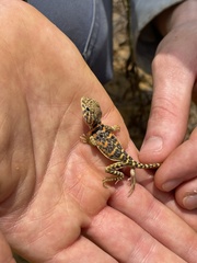 Crotaphytus collaris