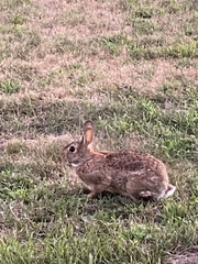 Sylvilagus