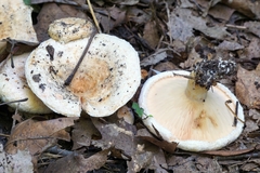 Lactarius psammicola