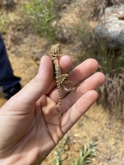 Crotaphytus collaris