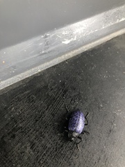 Cypherotylus californicus