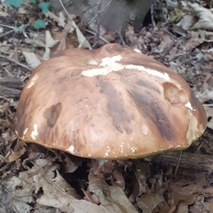 Boletus reticulatus