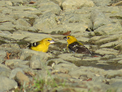 Pheucticus chrysogaster