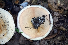 Lactarius psammicola
