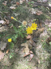 Hieracium sabaudum