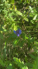 Gentiana andrewsii