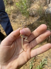 Crotaphytus collaris