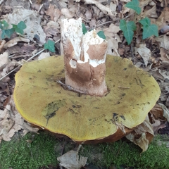 Boletus reticulatus