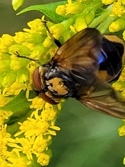 Phasia aurigera