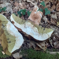 Boletus reticulatus
