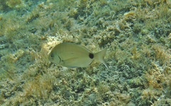 Diplodus sargus