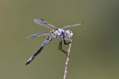 Libellula composita