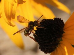 Nomada