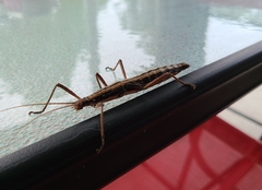 Anisomorpha buprestoides