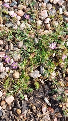 Spergularia rubra