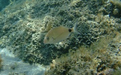 Diplodus sargus