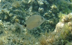Diplodus sargus
